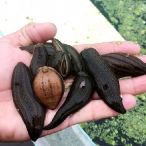 WilliamHill威廉希尔成苗