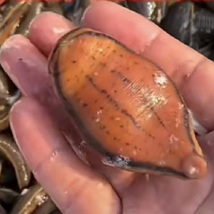 WilliamHill威廉希尔成苗