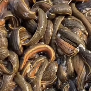 WilliamHill威廉希尔成苗