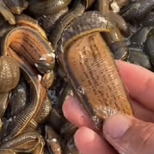 WilliamHill威廉希尔成苗