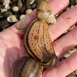 WilliamHill威廉希尔成苗