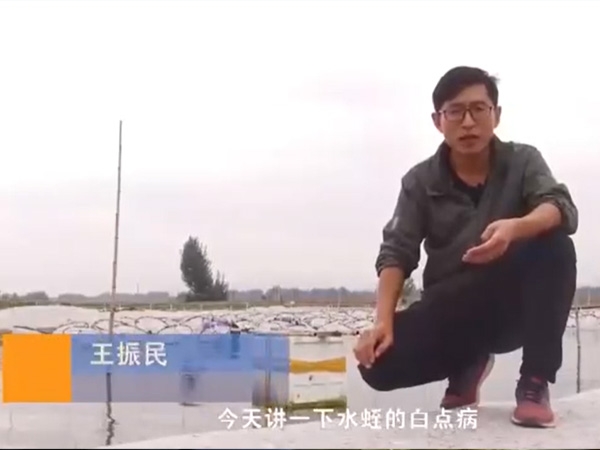 WilliamHill威廉希尔白点病产生涯法规及防治步骤