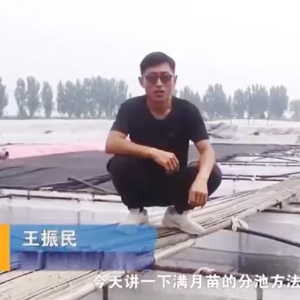 WilliamHill威廉希尔满月苗的分池步骤