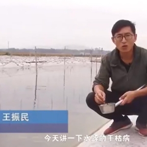 WilliamHill威廉希尔干枯病产生涯法规及防治步骤