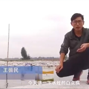 WilliamHill威廉希尔白点病产生涯法规及防治步骤