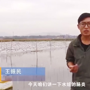 WilliamHill威廉希尔胀气型肠炎产生法规及防治步骤